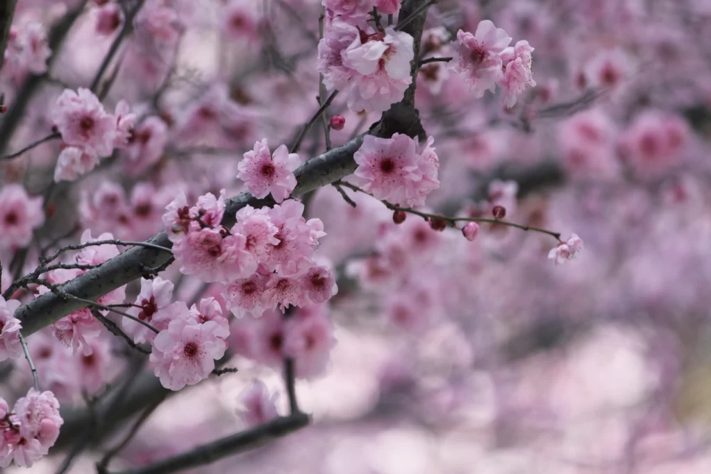 Cherry Blossom Pink White Petal Spring gray Branch
