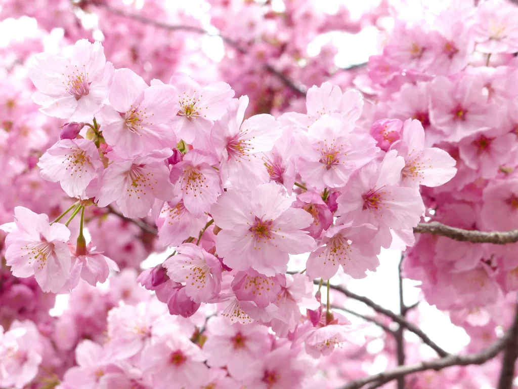 Cherry Blossom Pink White Petal Spring warm Branch