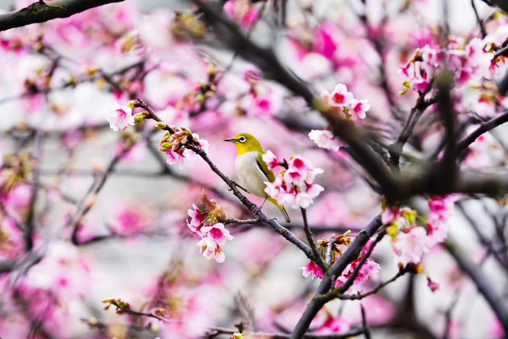 Cherry Blossom Pink White Yellow Bird Branch
