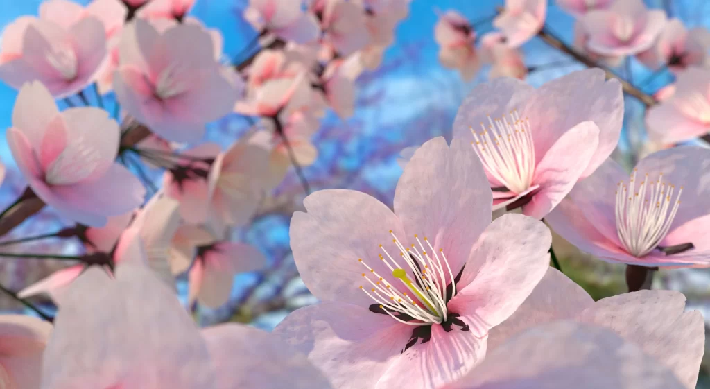 Cherry Blossom Pink White Blue gray Sky