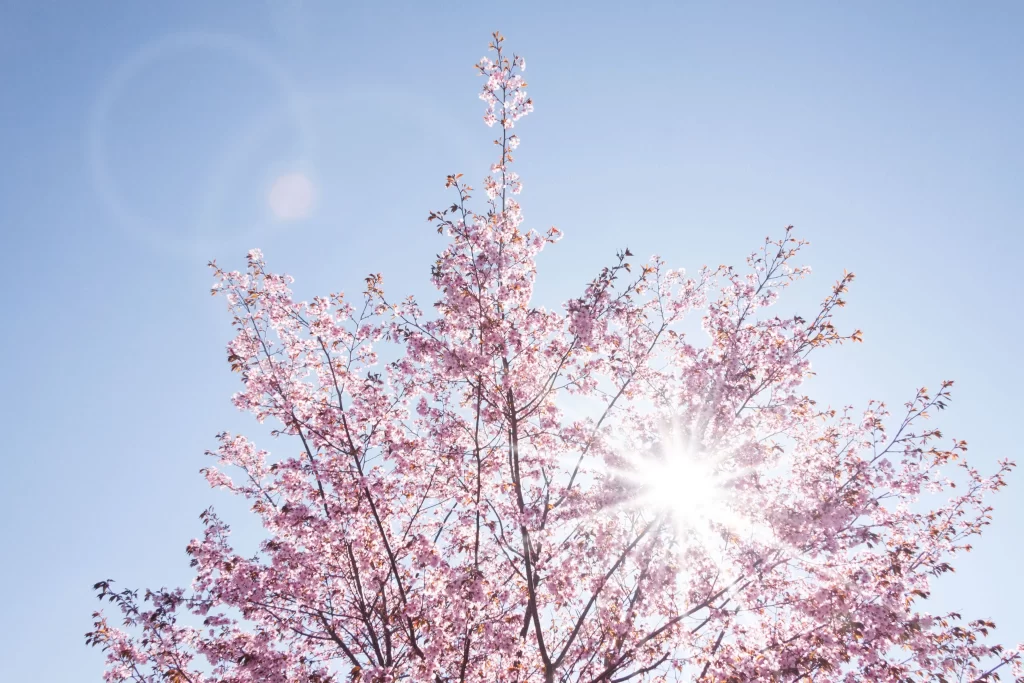 Cherry Blossom Pink White Blue Sky gray Sunlight