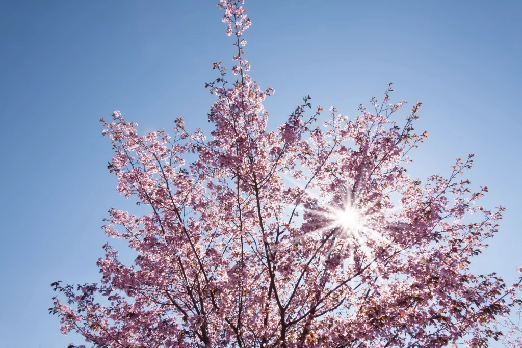 Cherry Blossom Pink White Blue Sky cool Sunlight