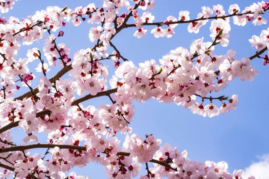 Cherry Blossom Pink White Blue gray Sky