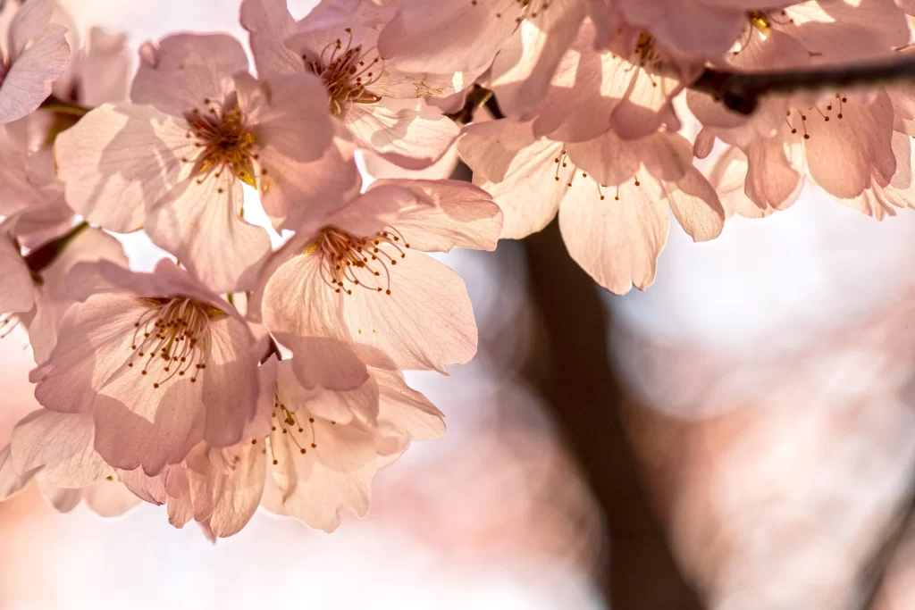 Cherry Blossom Pink White Petal Spring warm Branch