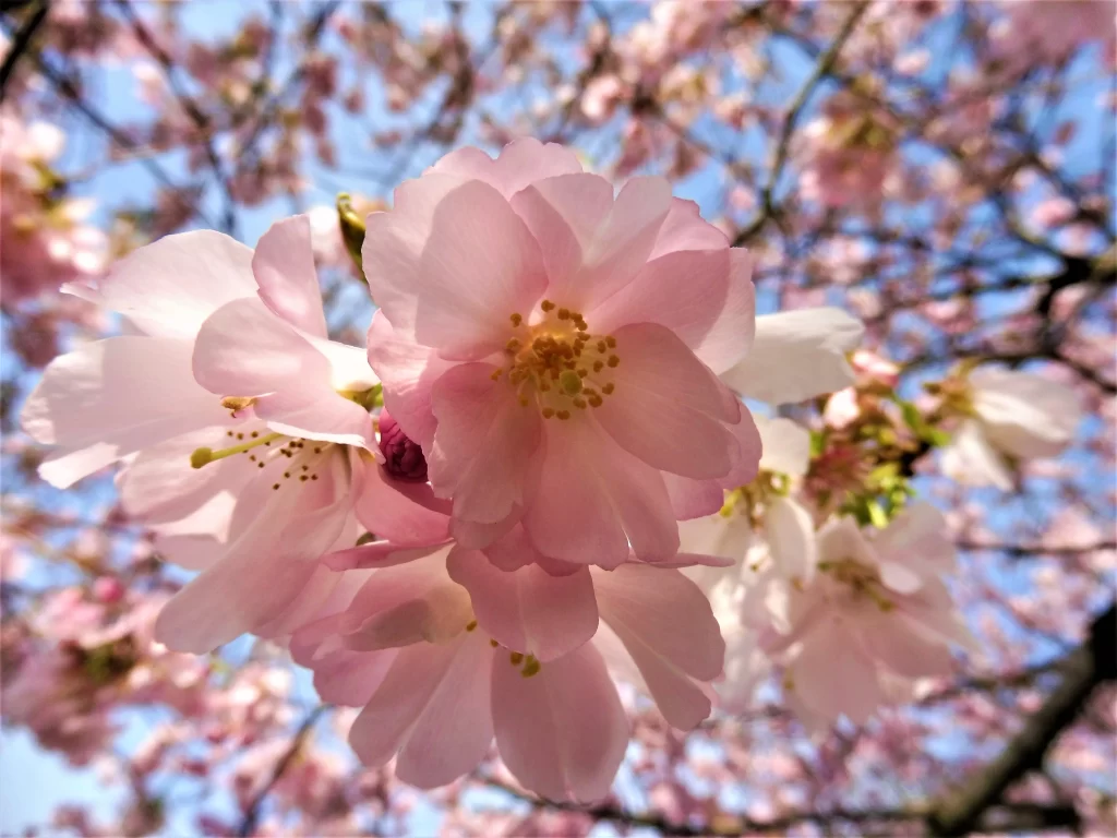 Cherry Blossom Pink White Blue warm Sky