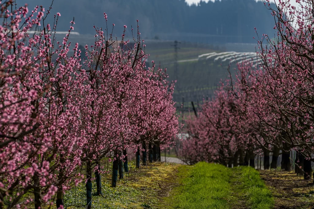 Cherry Blossom Pink White Blooms Trees Pathway