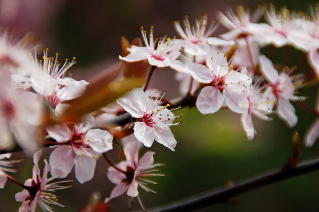 Cherry Blossom Pink White Petal Spring gray Branch
