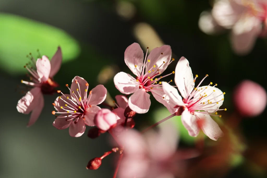 Cherry Blossom Pink White Yellow gray Green