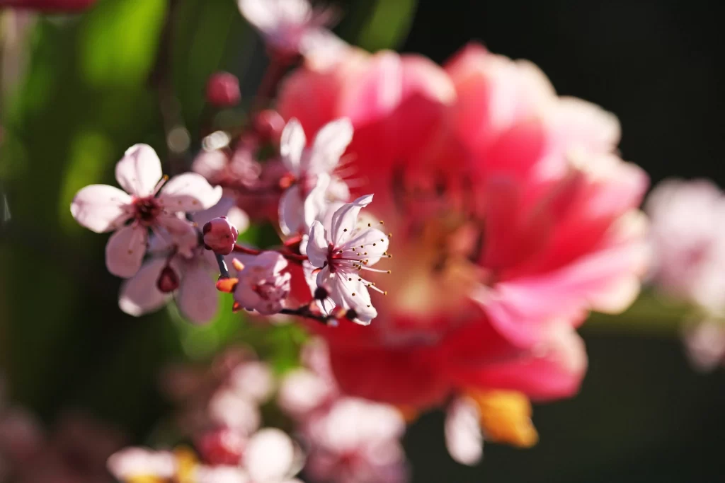 Cherry Blossom Pink White Petals Blooming warm Spring