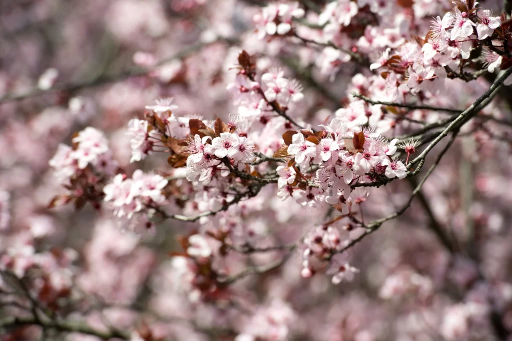 Cherry Blossom Pink White Petal Spring gray Branch