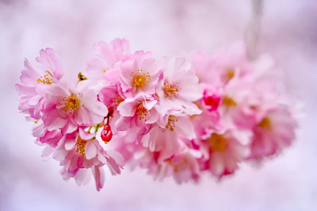 Cherry Blossom Pink White Yellow Petal warm Bloom