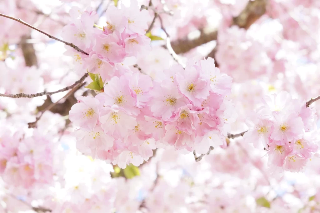 Cherry Blossom Pink White Petal Spring Branch
