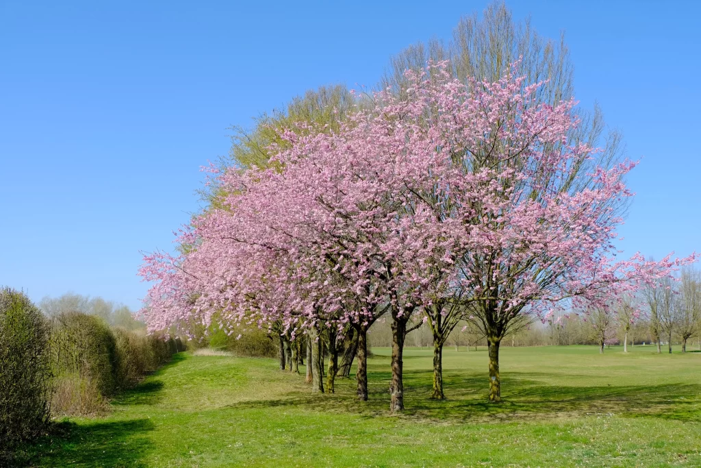 Cherry Blossom Pink White Green Blue gray Sky