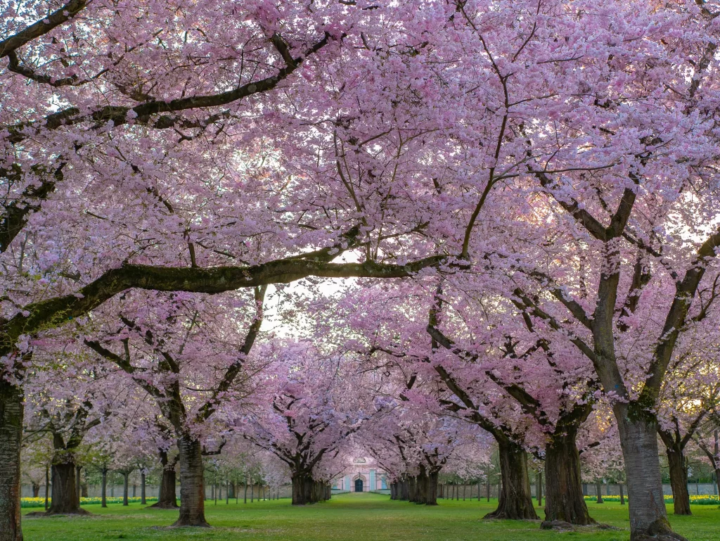Cherry Blossom Pink White Green Lawn Trees