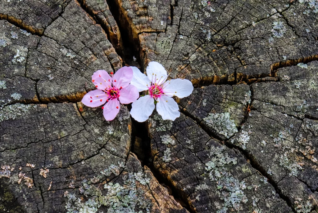 Cherry Blossom Pink White Petals Cracked Bark