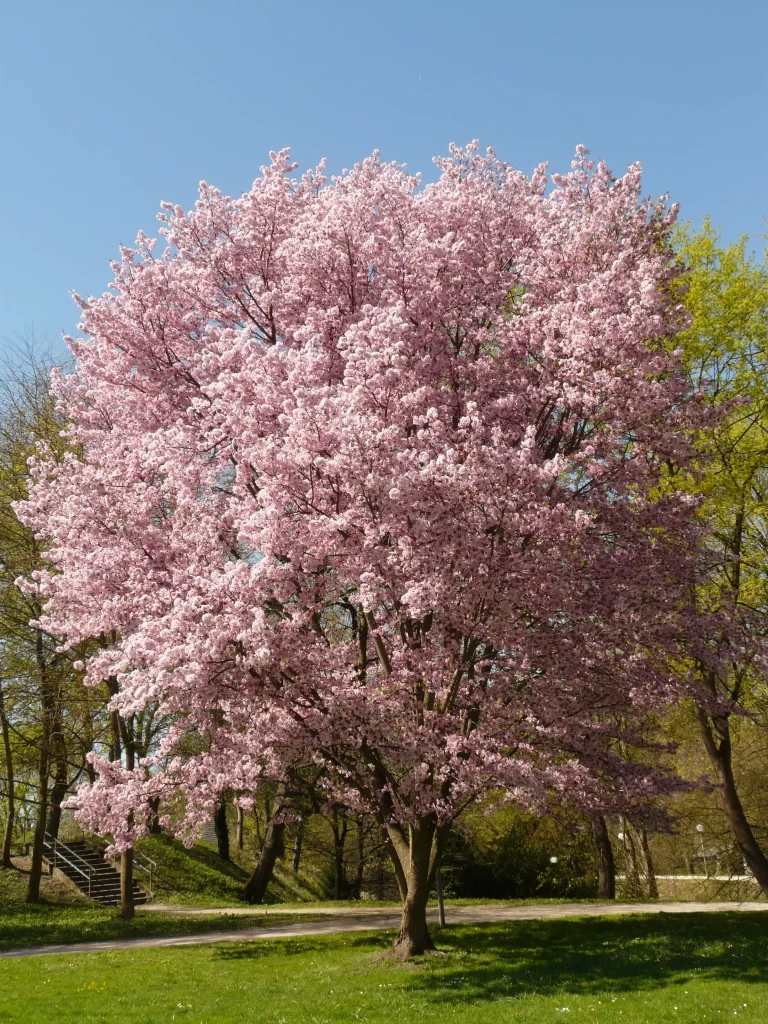 Cherry Blossom Pink White Tree Blooming Spring