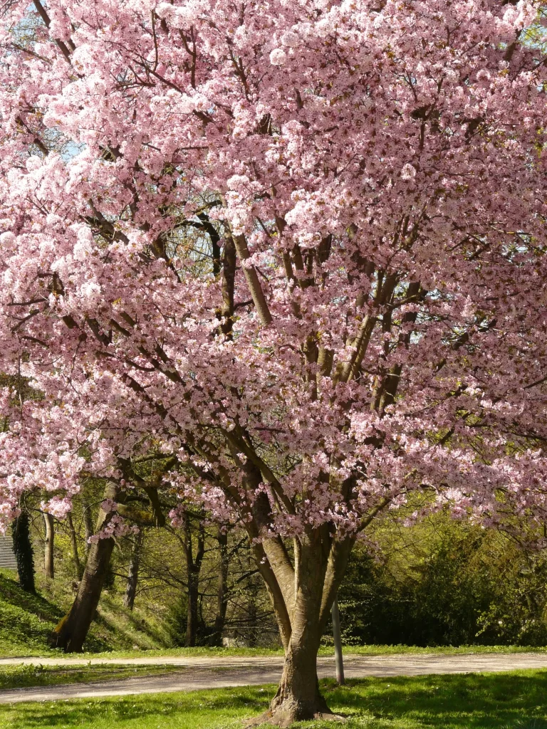 Cherry Blossom Pink White Petals Tree Branches Spring
