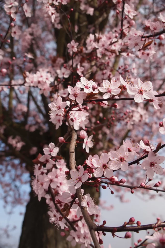 Cherry Blossom Pink White Petal Spring gray Branch