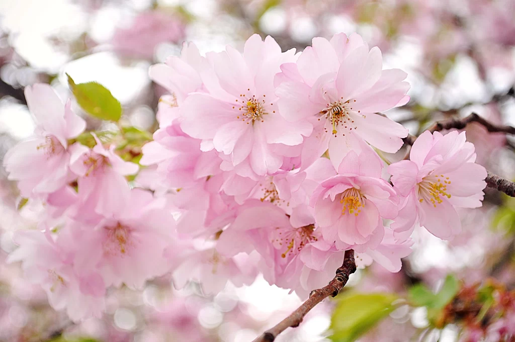 Cherry Blossom Pink White Petal Spring warm Branch