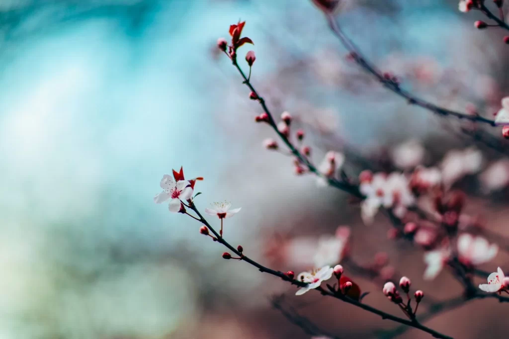 Cherry Blossom Pink White Red Petal gray Branch