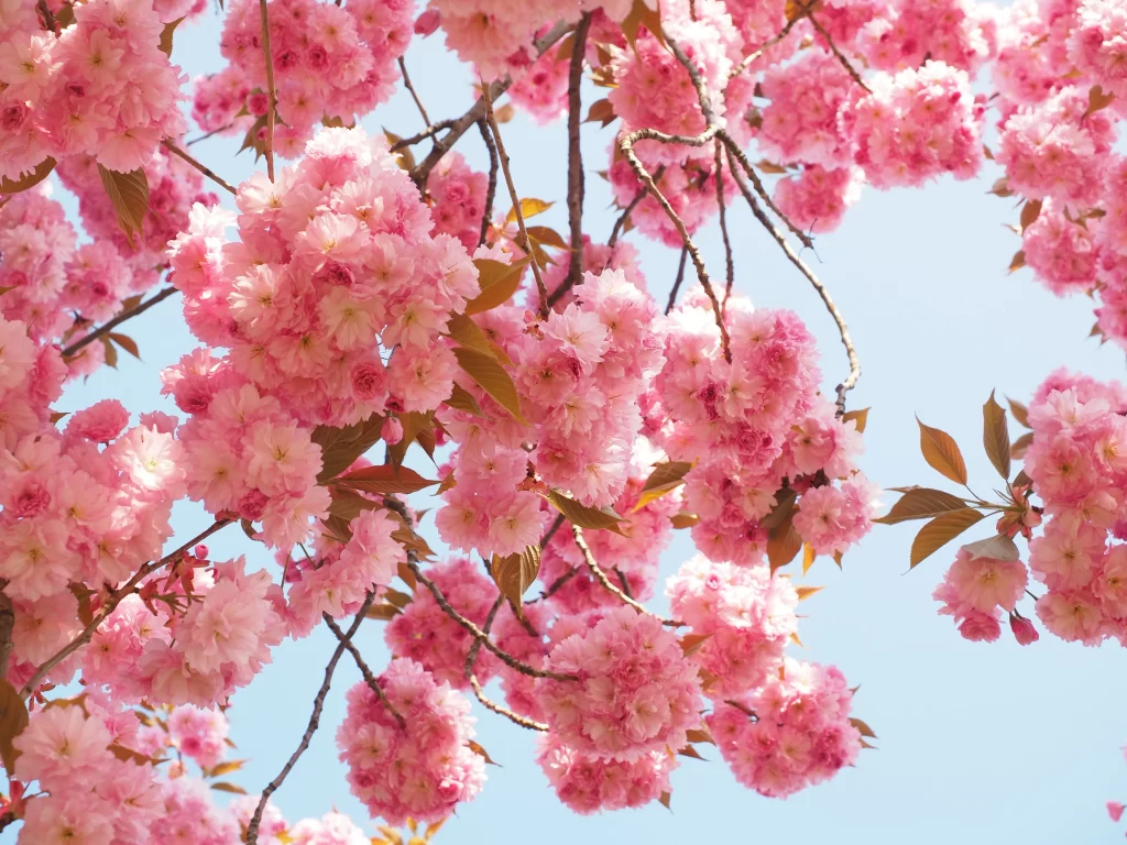 Cherry Blossom Pink White Blue Sky warm Branch