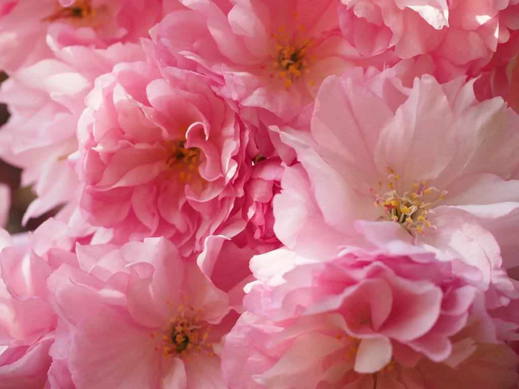 Cherry Blossom Pink White Petal Bloom