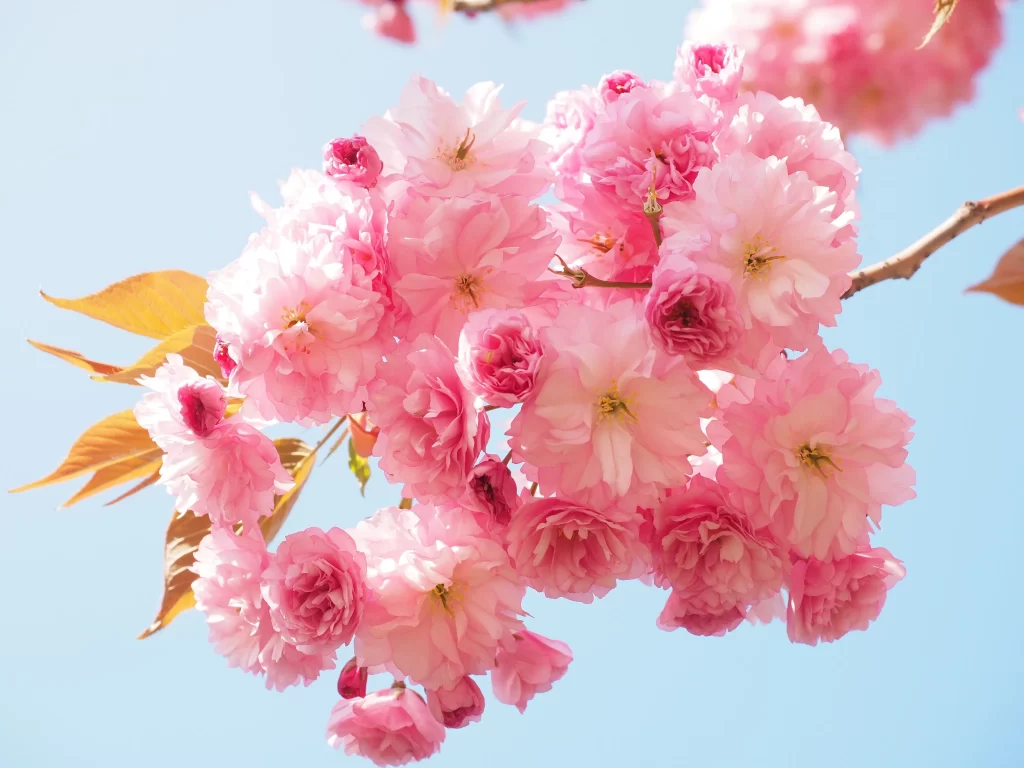Cherry Blossom Pink White Yellow Petal warm Branch