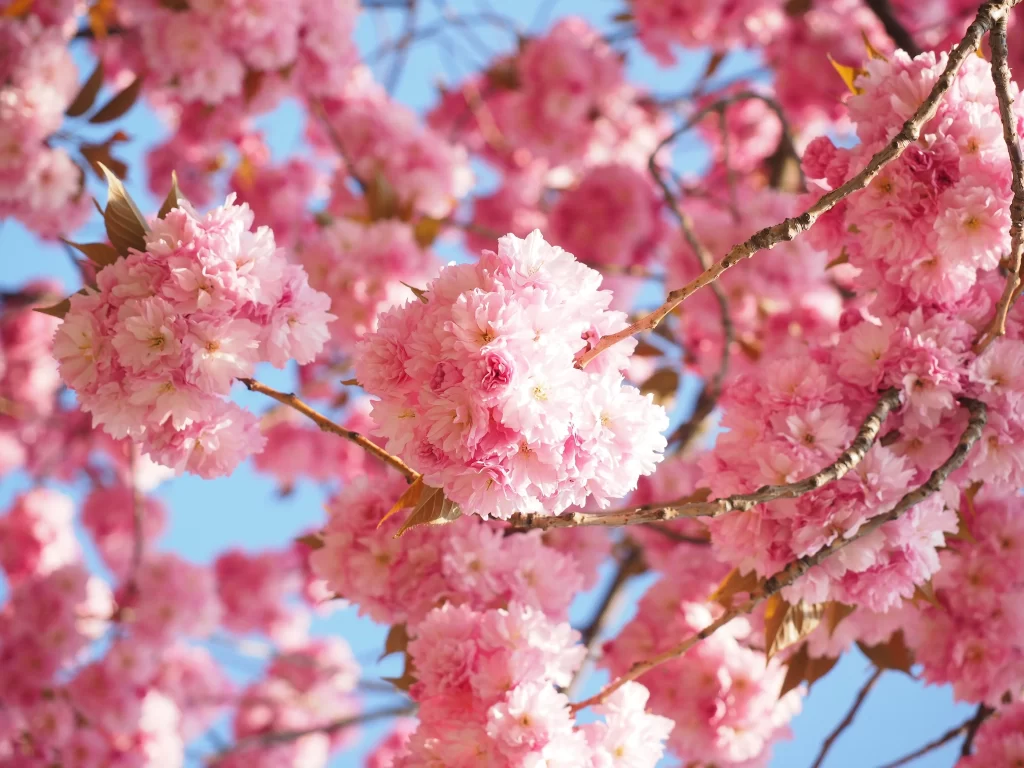 Cherry Blossom Pink White Blue Sky warm Branch