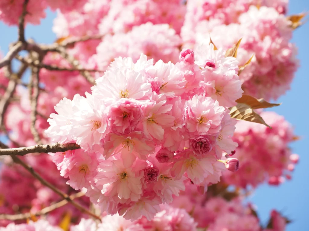 Cherry Blossom Pink White Petal Spring warm Branch