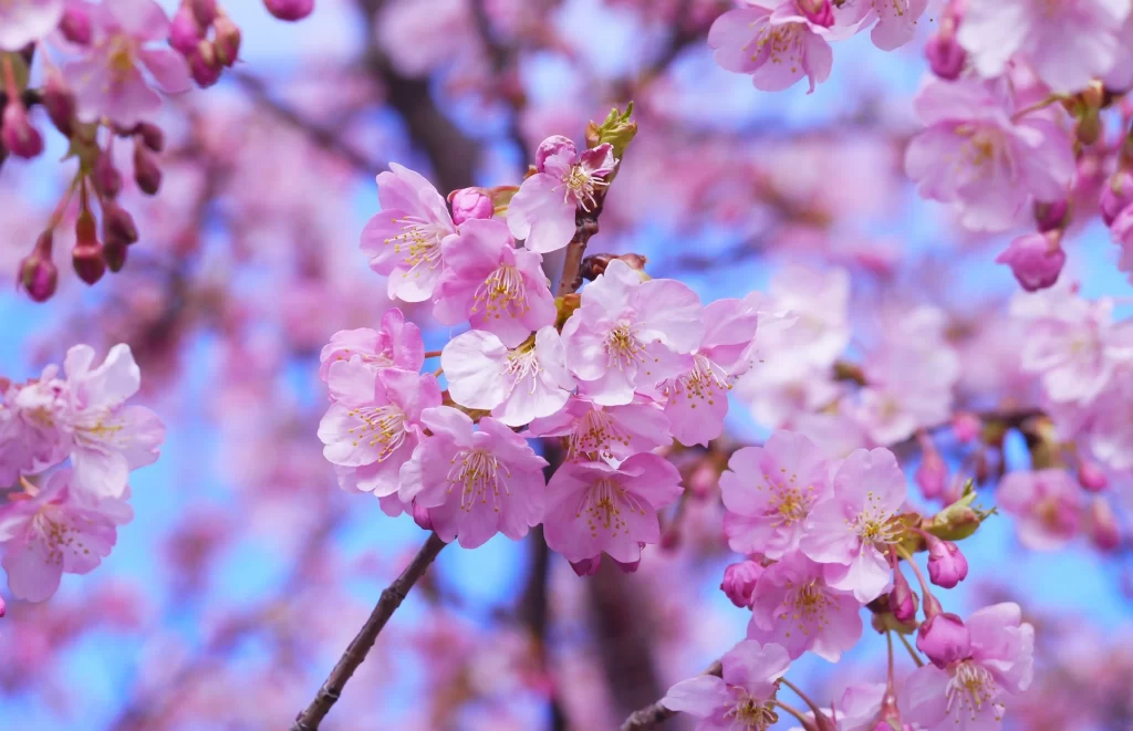 Cherry Blossom Pink White Blue Sky cool Branch