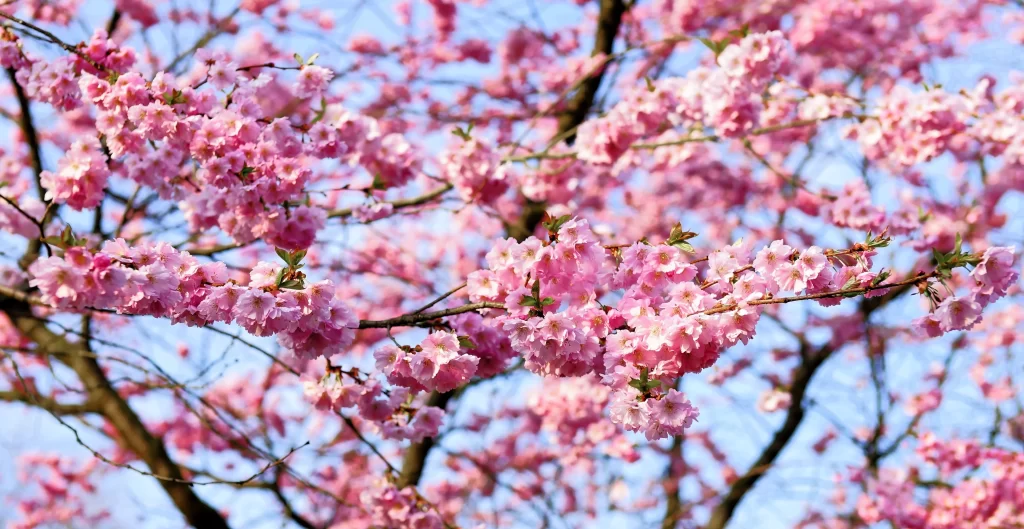 Cherry Blossom Pink White Blue Sky warm Branch