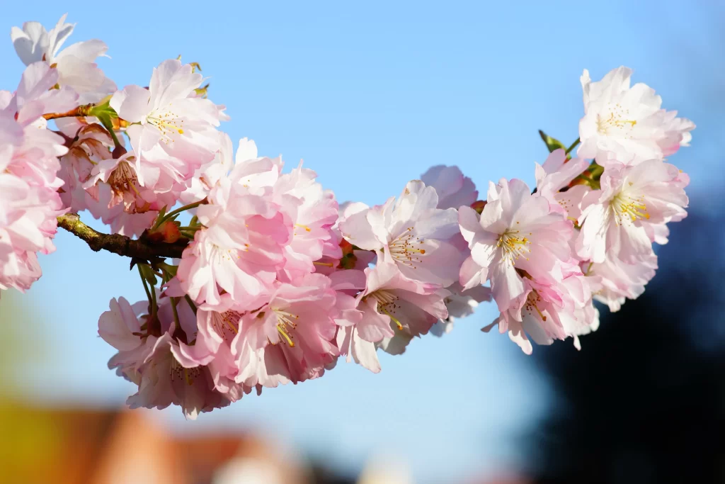Cherry Blossom Pink White Petals Blue gray Sky