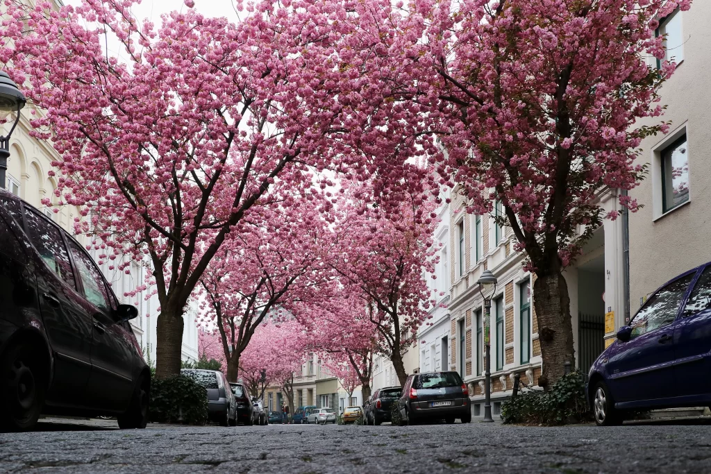 Cherry Blossom Pink White Tree Urban Street