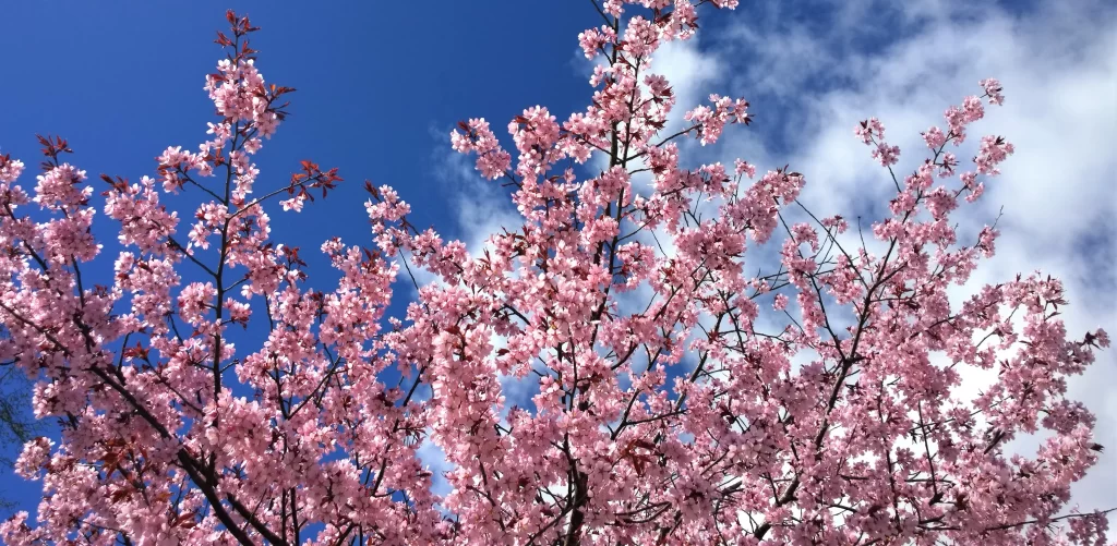 Cherry Blossom Pink White Blue Sky Cloud