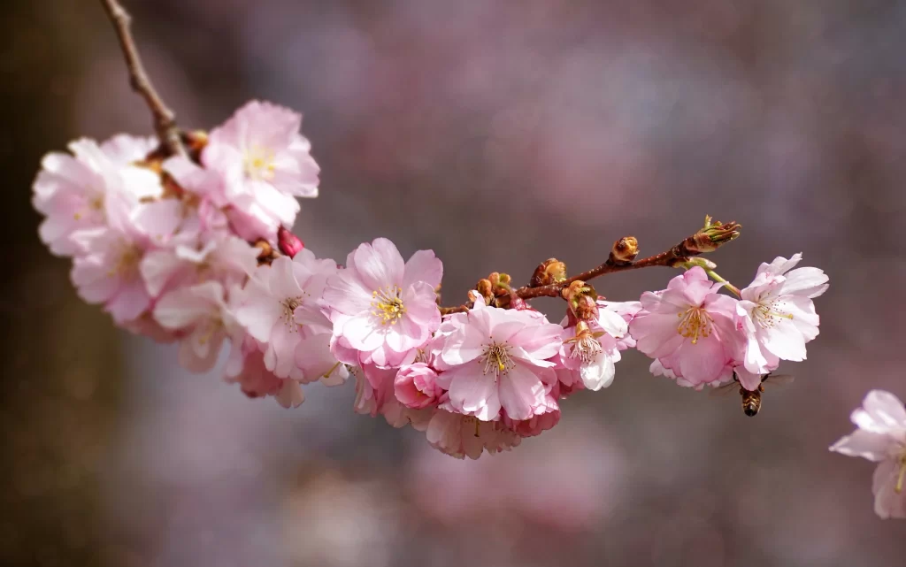 Cherry Blossom Pink White Yellow Petal gray Branch
