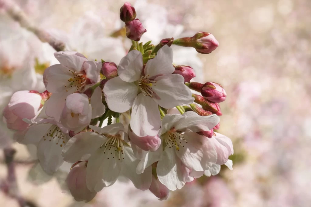 Cherry Blossom Pink White Petal Bloom gray Spring