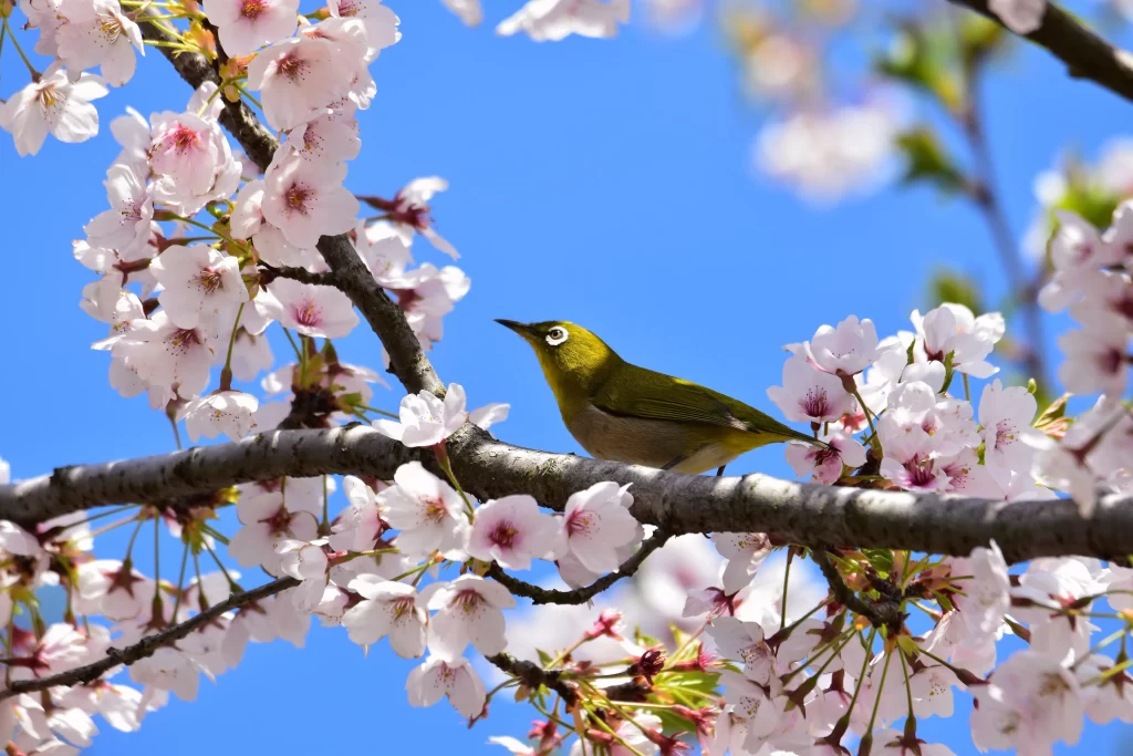 Cherry Blossom Pink White Green Blue cool Sky