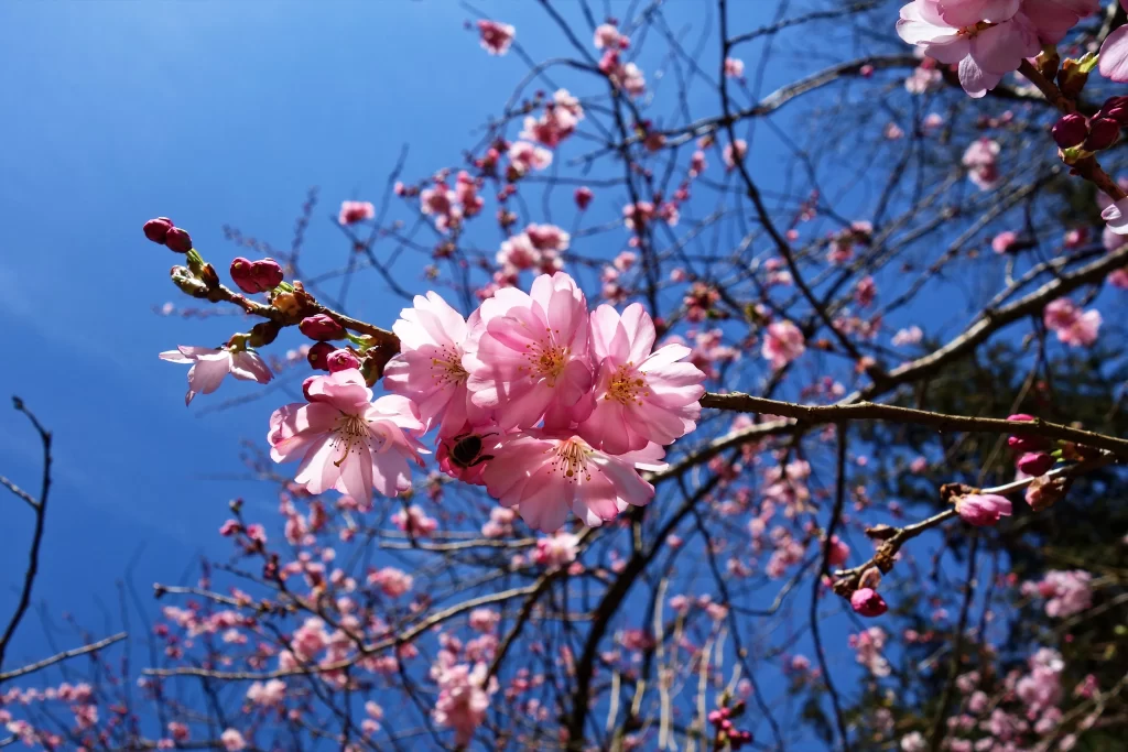 Cherry Blossom Pink White Blue Sky cool Branch
