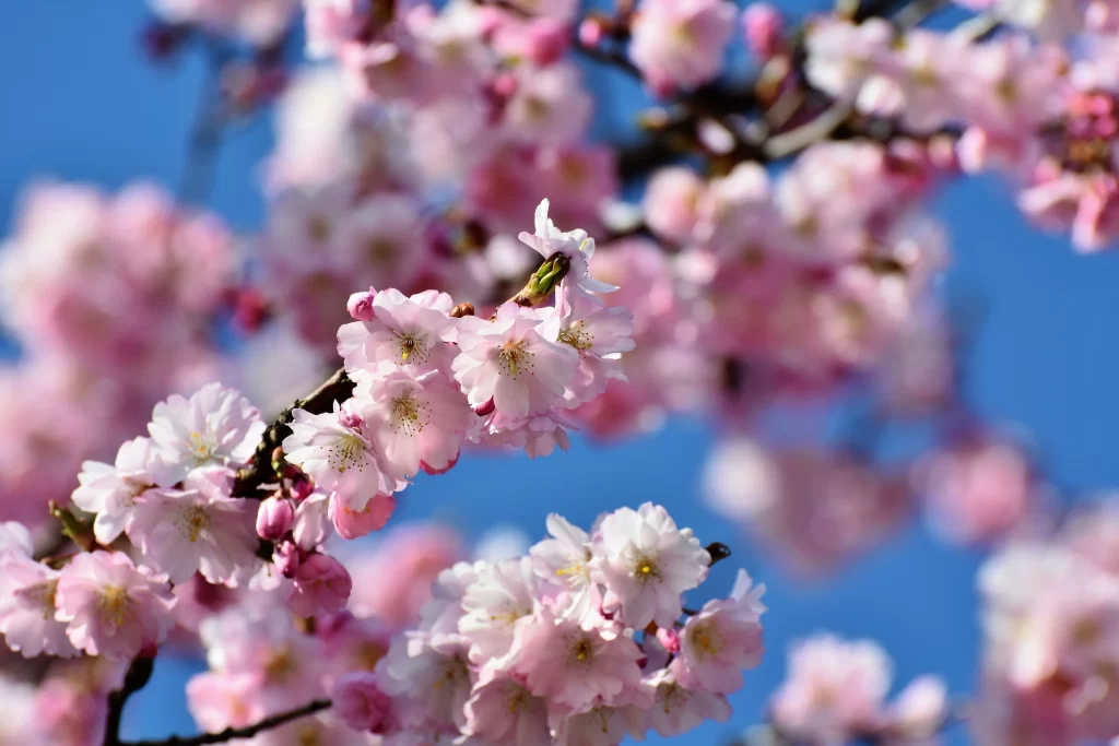 Cherry Blossom Pink White Blue Sky gray Branch