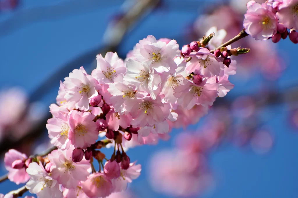 Cherry Blossom Pink White Blue Sky cool Branch