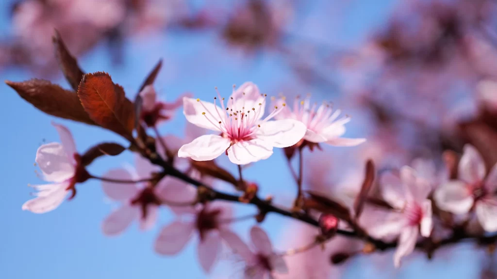 Cherry Blossom Pink White Blue Sky cool Branch