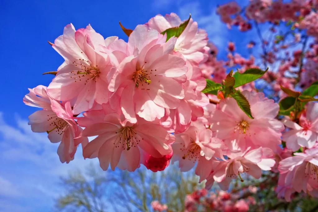 Cherry Blossom Pink White Blue cool Sky