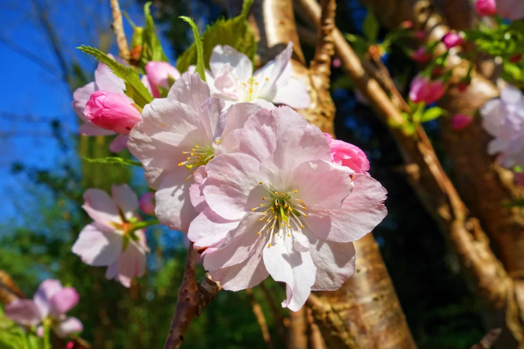 Cherry Blossom Pink White Petals Blue Sky Branch