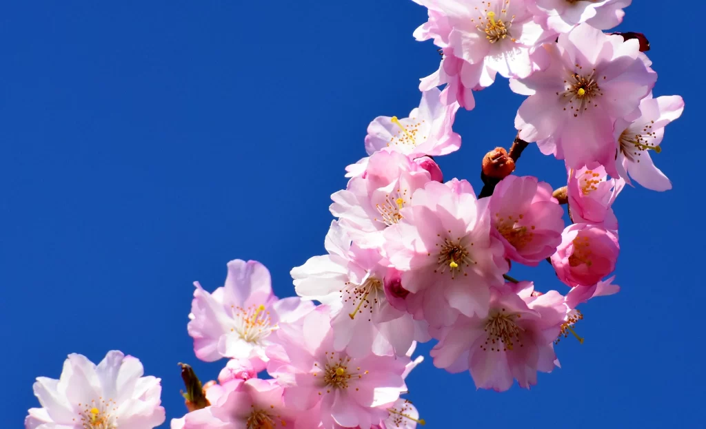 Cherry Blossom Pink White Blue cool Sky