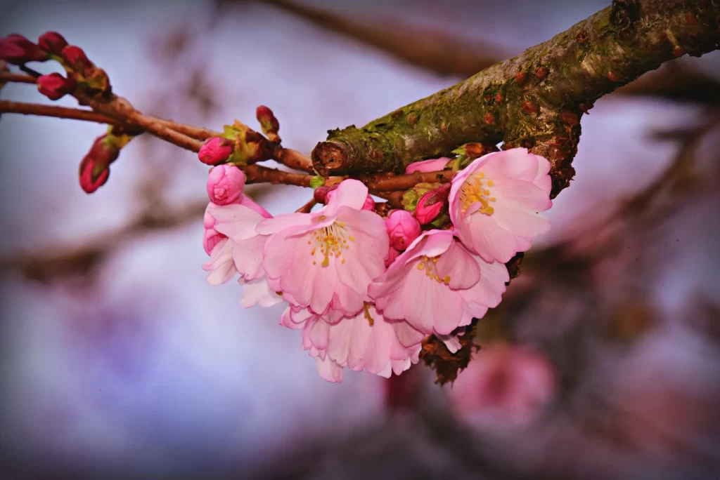 Cherry Blossom Pink White Yellow Petal warm Branch