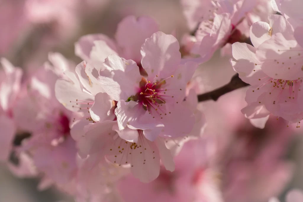 Cherry Blossom Pink White Petal Spring warm Branch