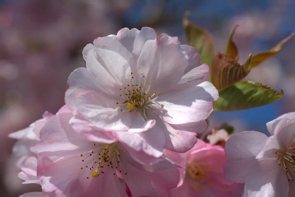 Cherry Blossom Pink White Petal Spring Bloom