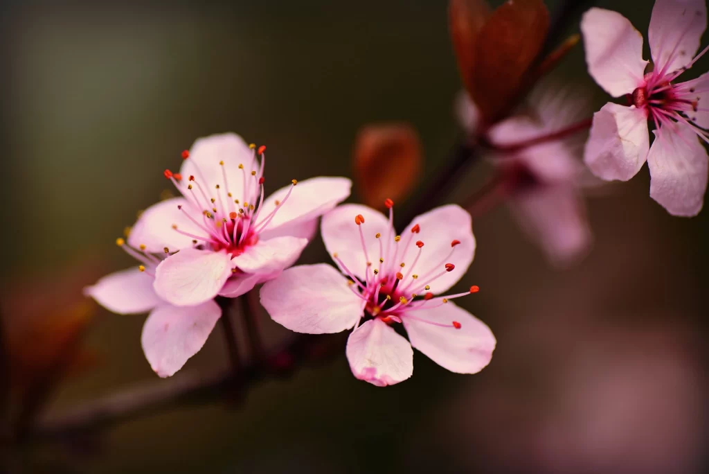 Cherry Blossom Pink White Petal Spring warm Branch