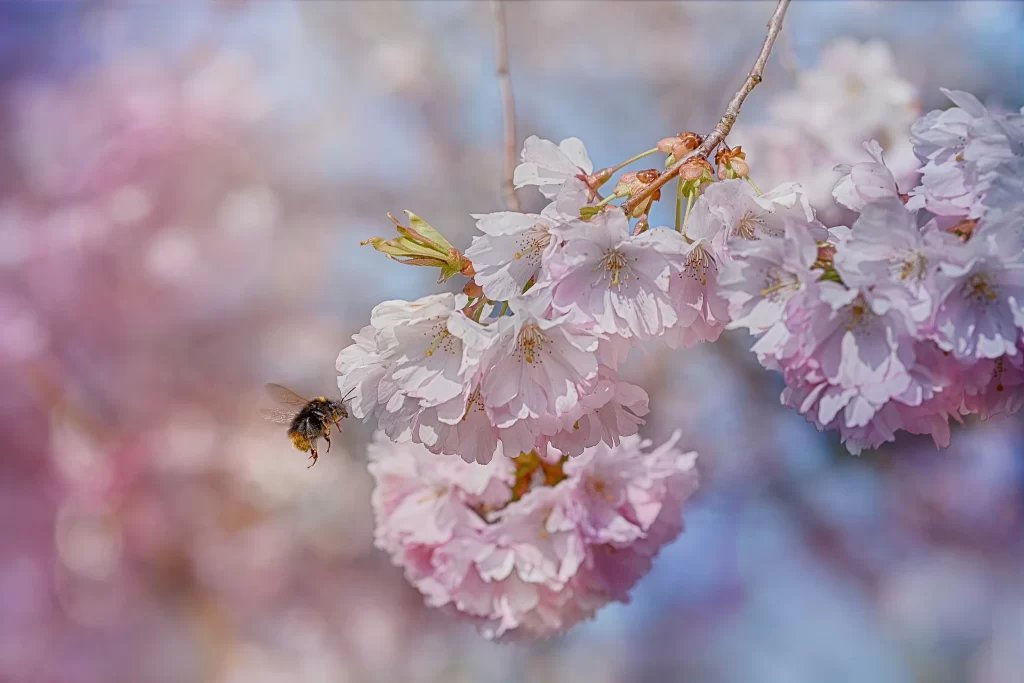 Cherry Blossom Pink White Petal Spring gray Branch