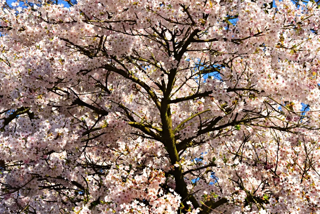 Cherry Blossom Pink White Blue gray Sky